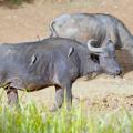 Buffle du Cap/Cape Buffalo (3)