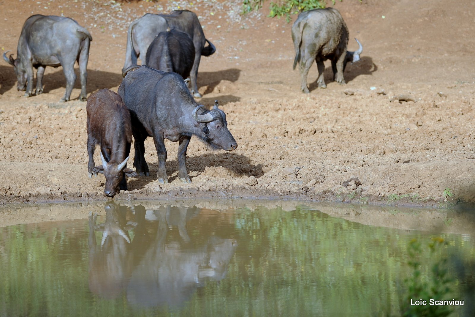 Buffle du Cap/Cape Buffalo (4)