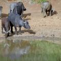 Buffle du Cap/Cape Buffalo (4)