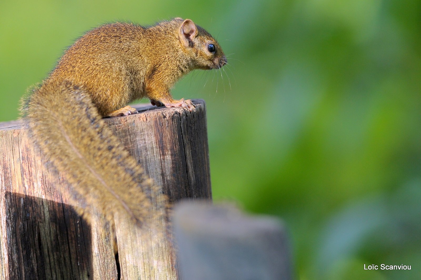 Ecureuil/Squirrel (1)