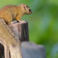 Ecureuil/Squirrel (1)