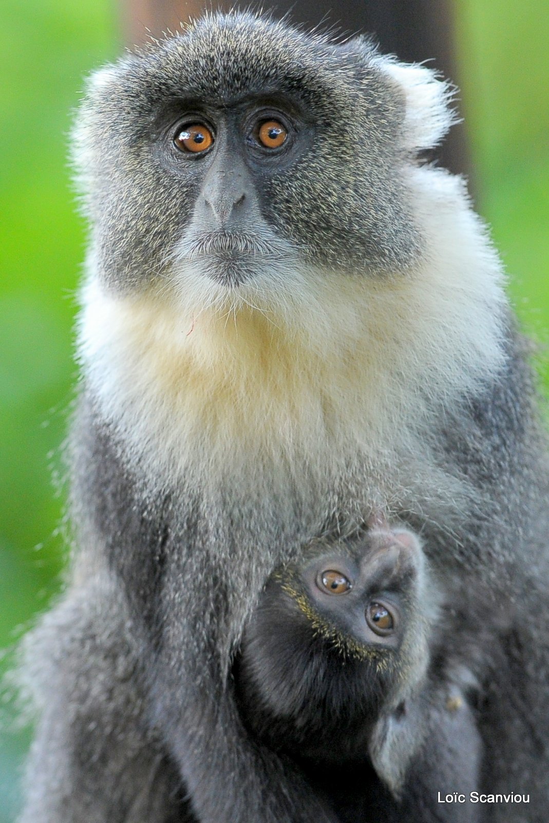 Cercopithèque à diadème/Diademed Monkey (1)