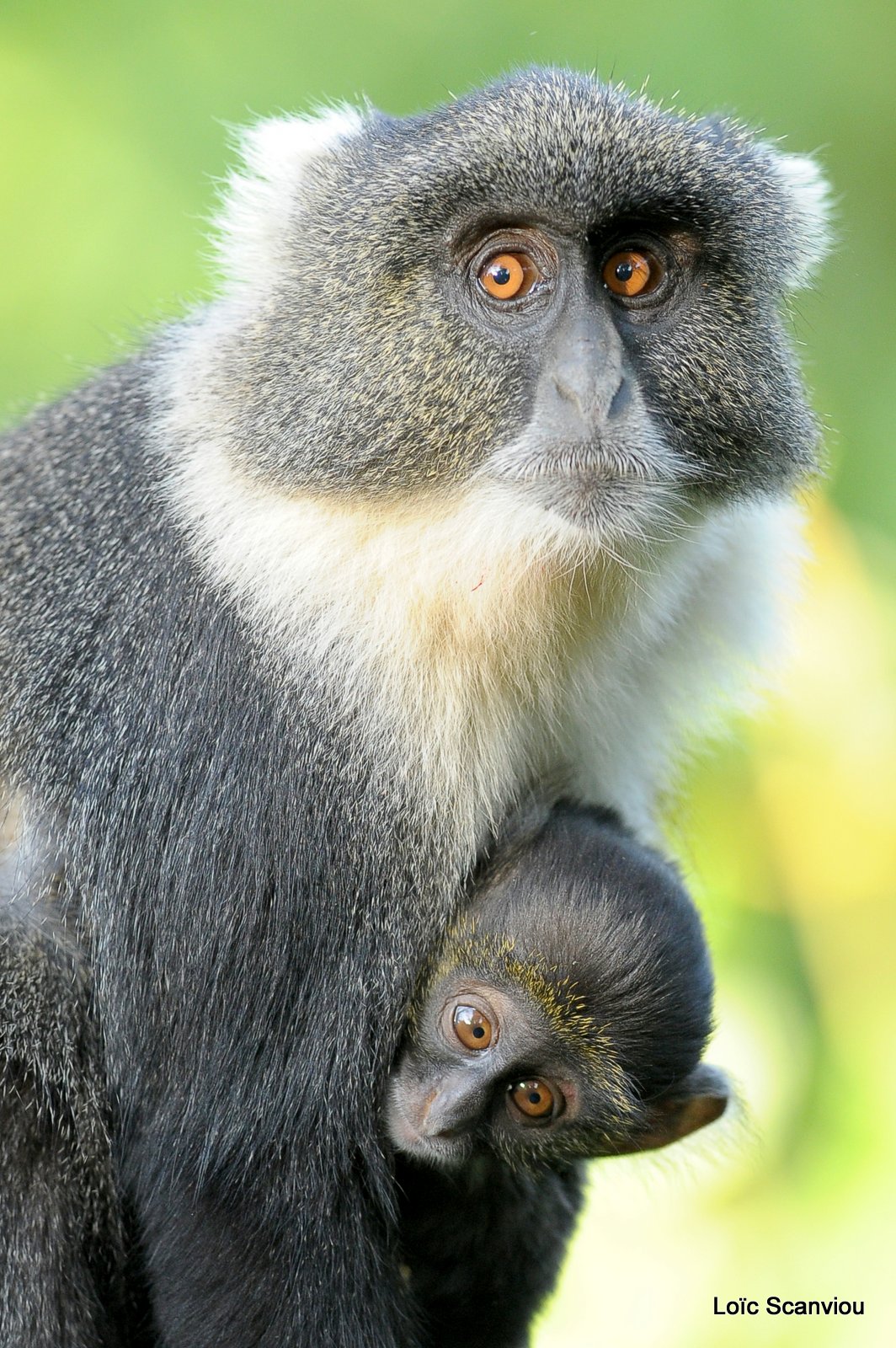 Cercopithèque à diadème/Diademed Monkey (3)