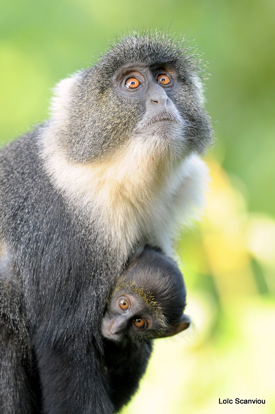 Cercopithèque à diadème/Diademed Monkey (4)