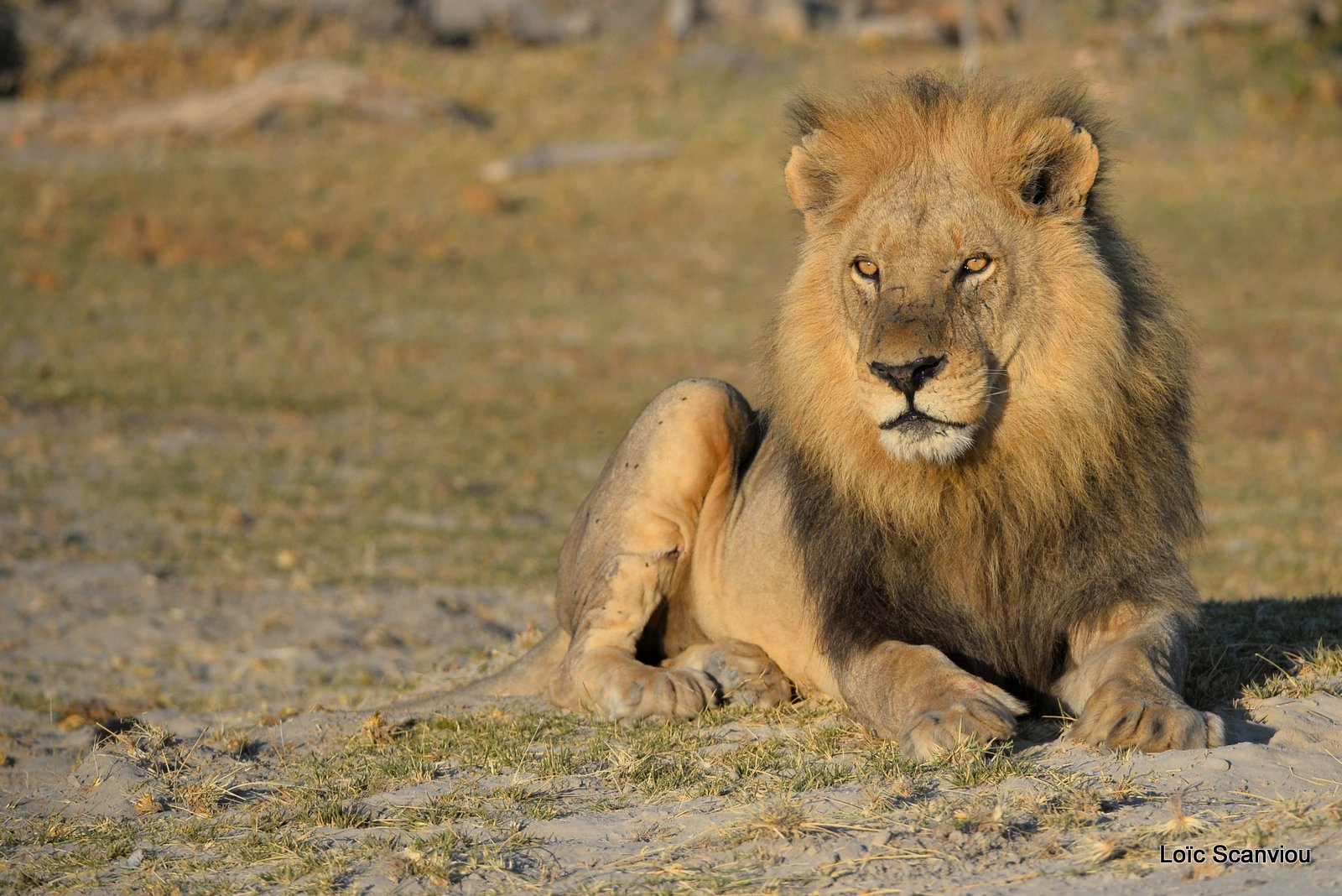 Lion mâle/Male Lion (2)