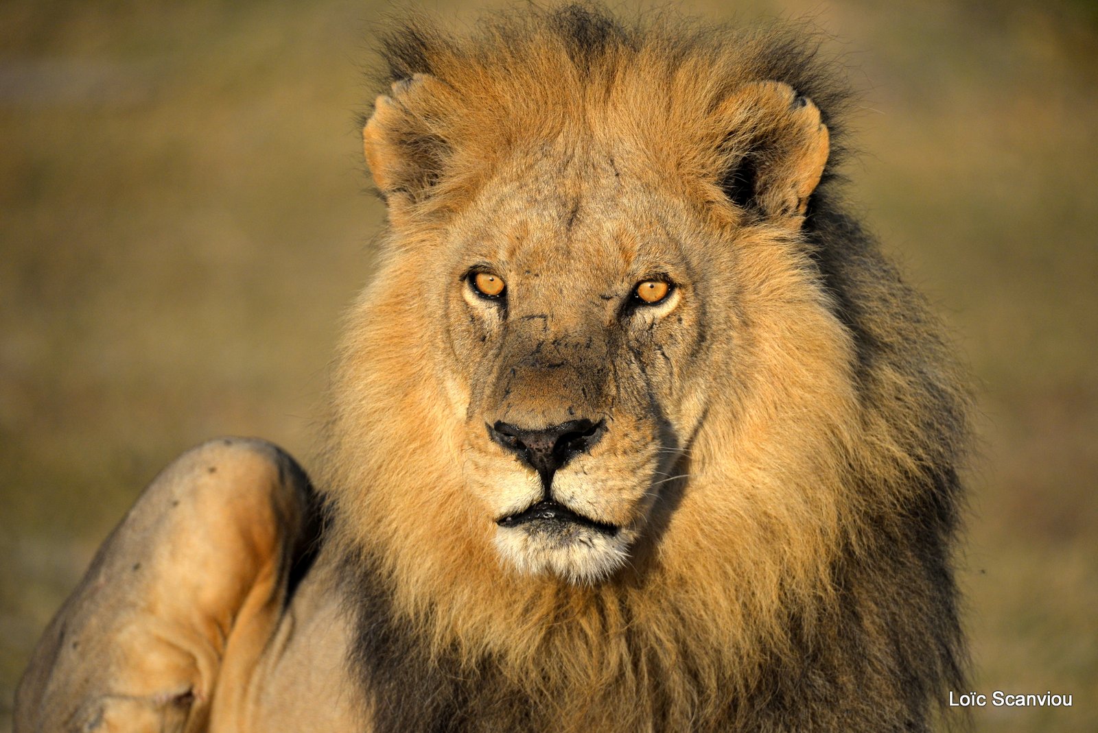 Lion mâle/Male Lion (3)