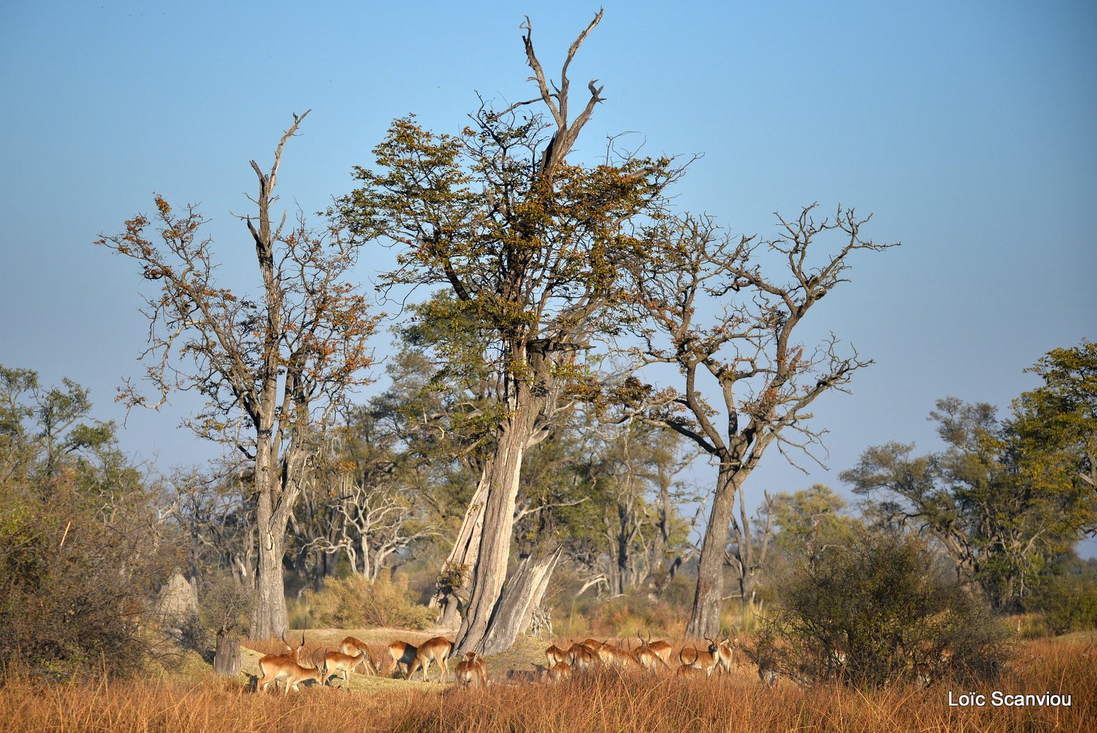 Moremi (102)