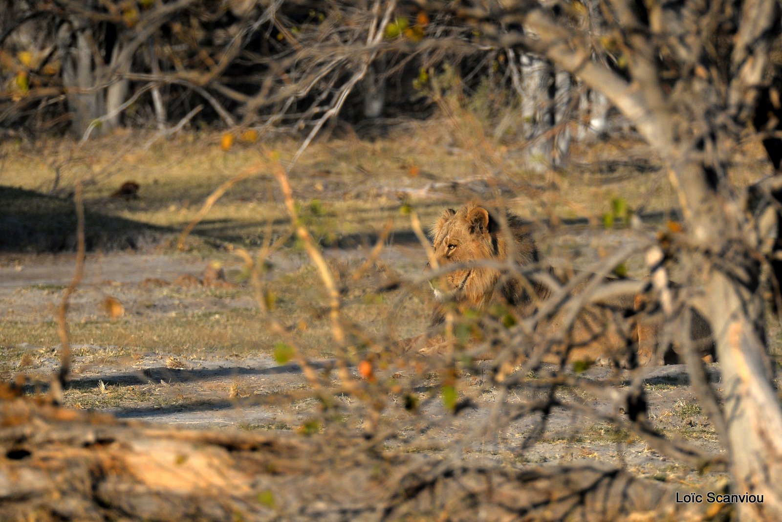 Lion mâle/Male Lion (4)