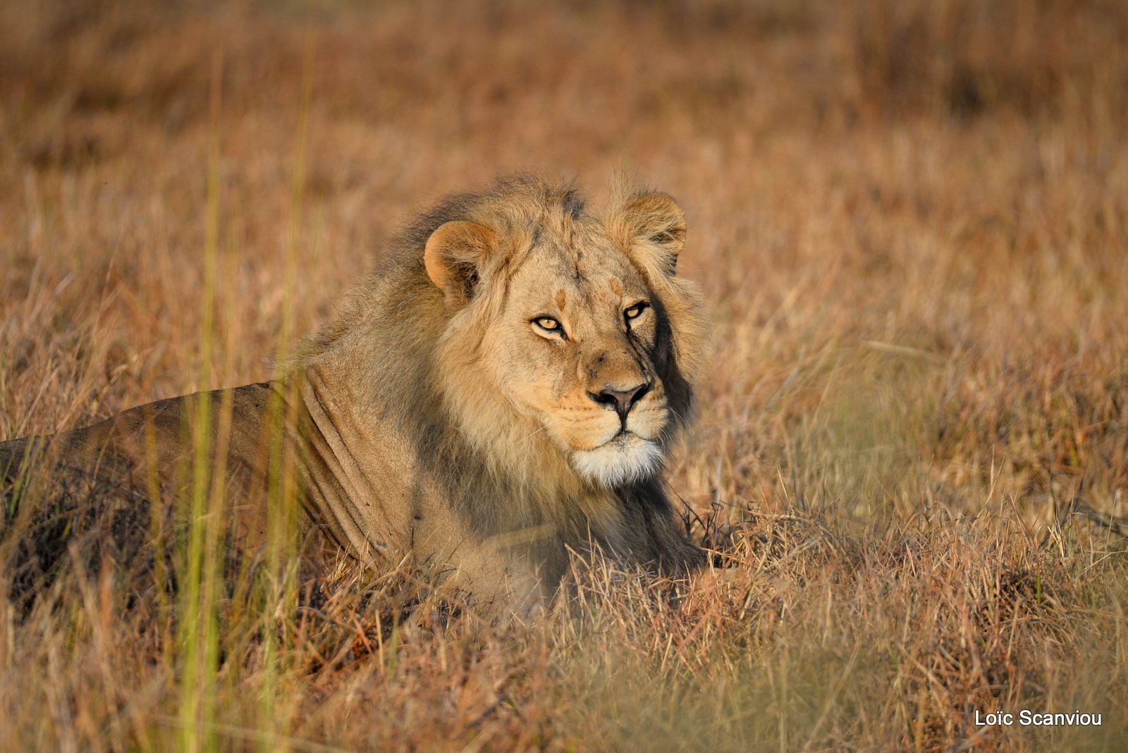 Lion mâle/Male Lion (5)