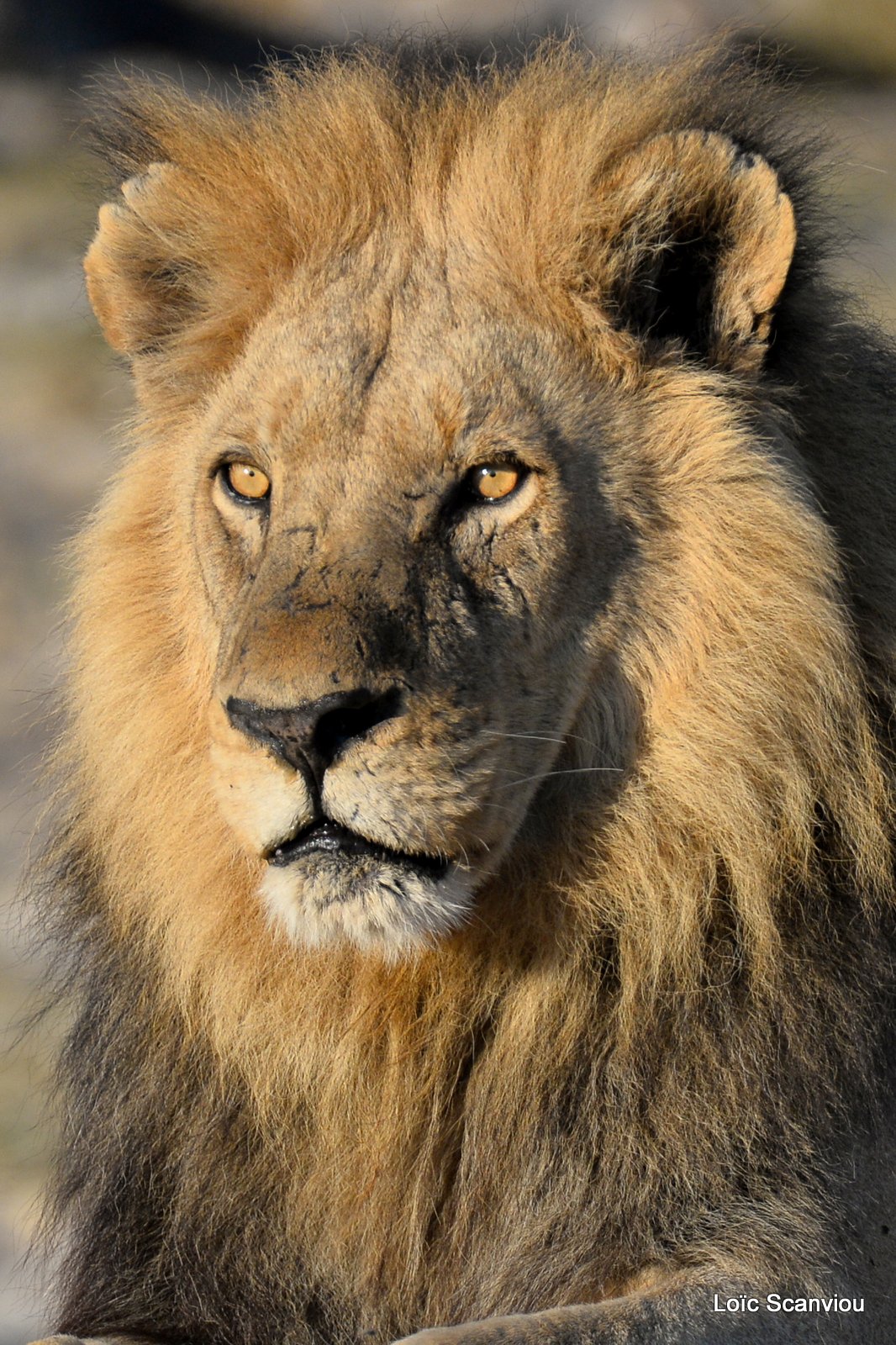 Lion mâle/Male Lion (6)