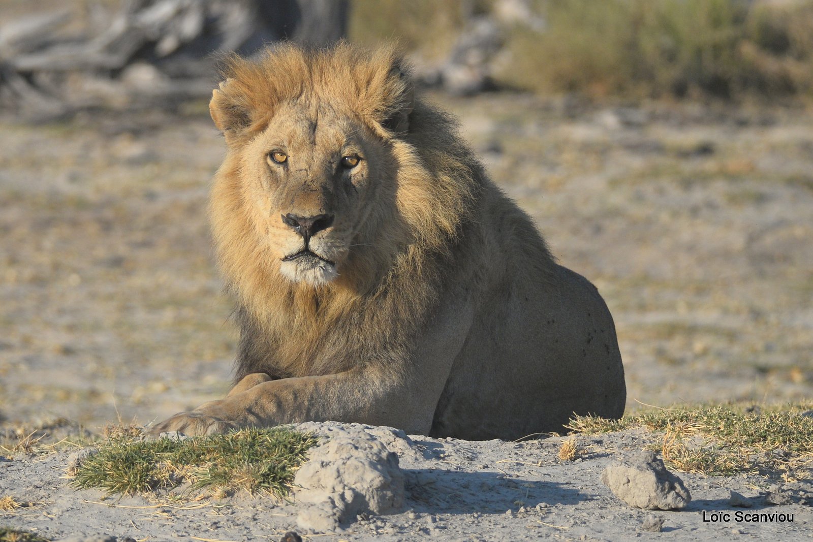Lion mâle/Male Lion (7)