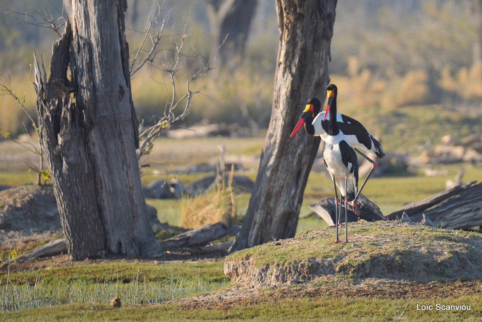 Jabiru d'Afrique/Saddle-billed Stork (1)