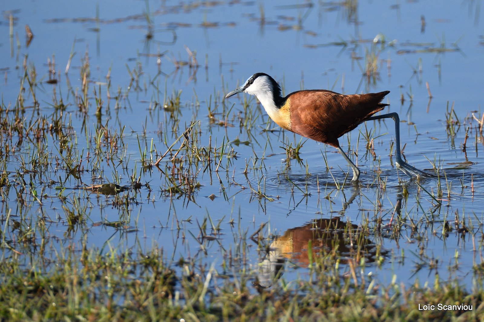 Jacana à poitrine dorée/African Jacana (3)