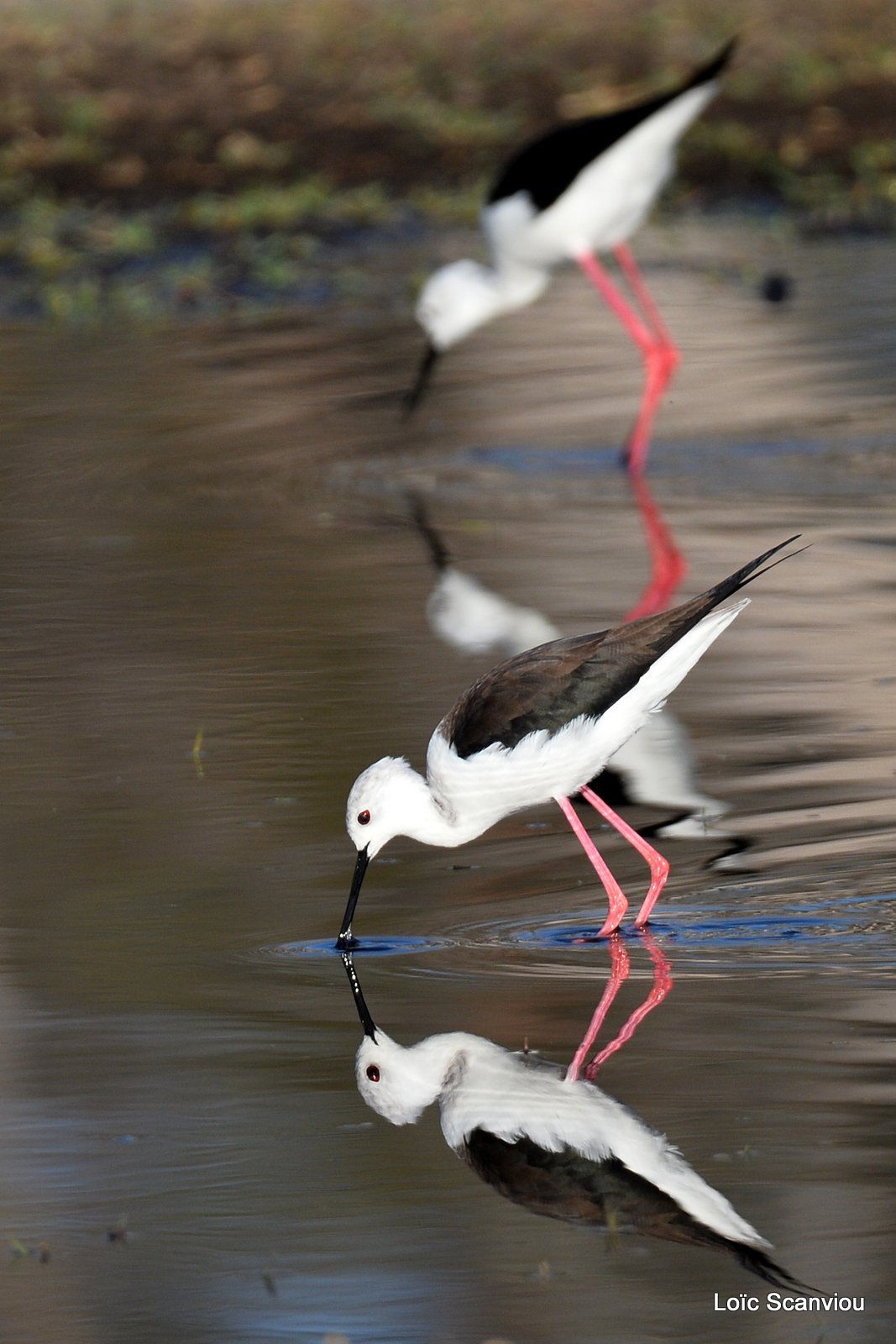 Échasse blanche/Black-winged Stilt (1)