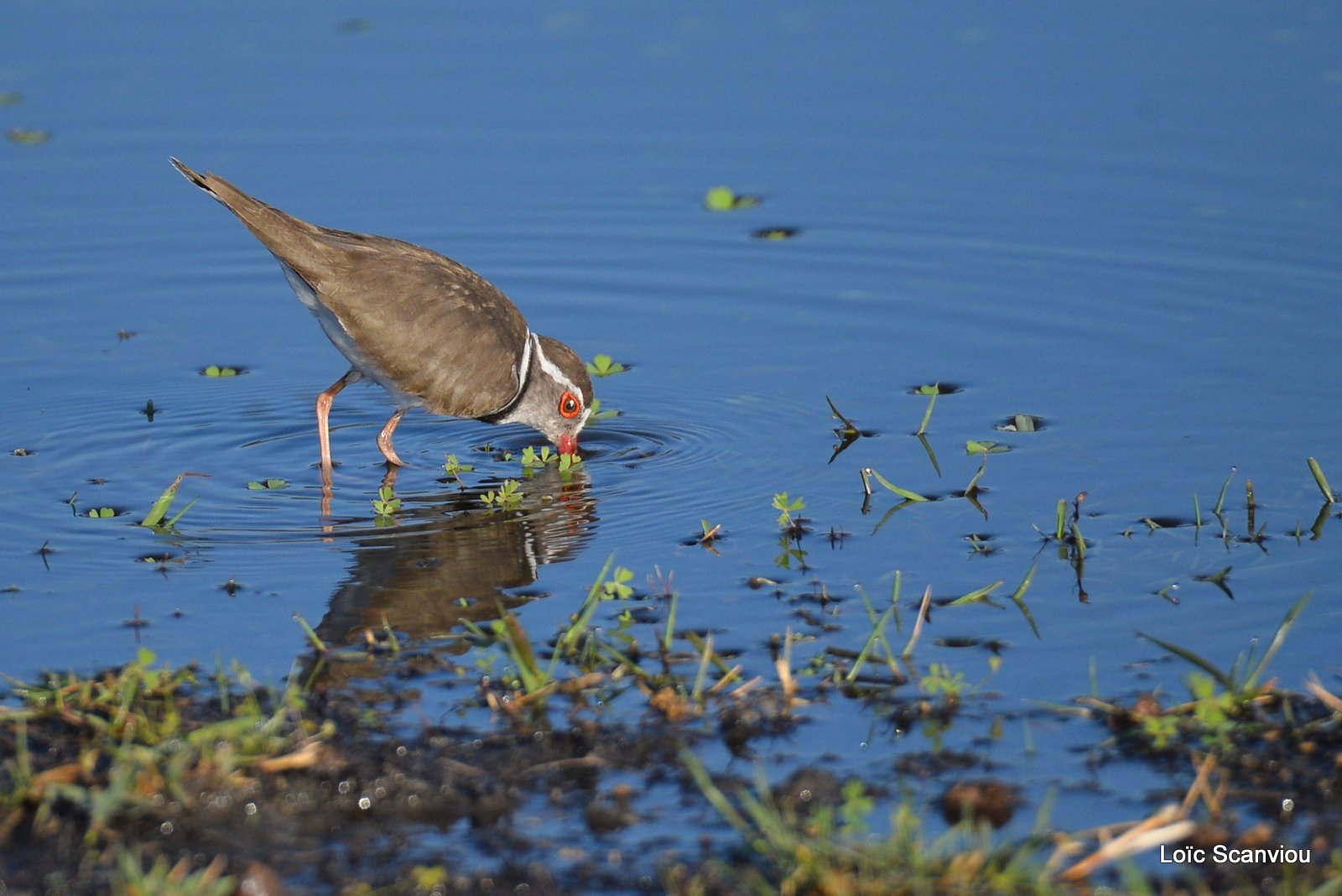 Pluvier à triple collier/Three-banded Plover (1)