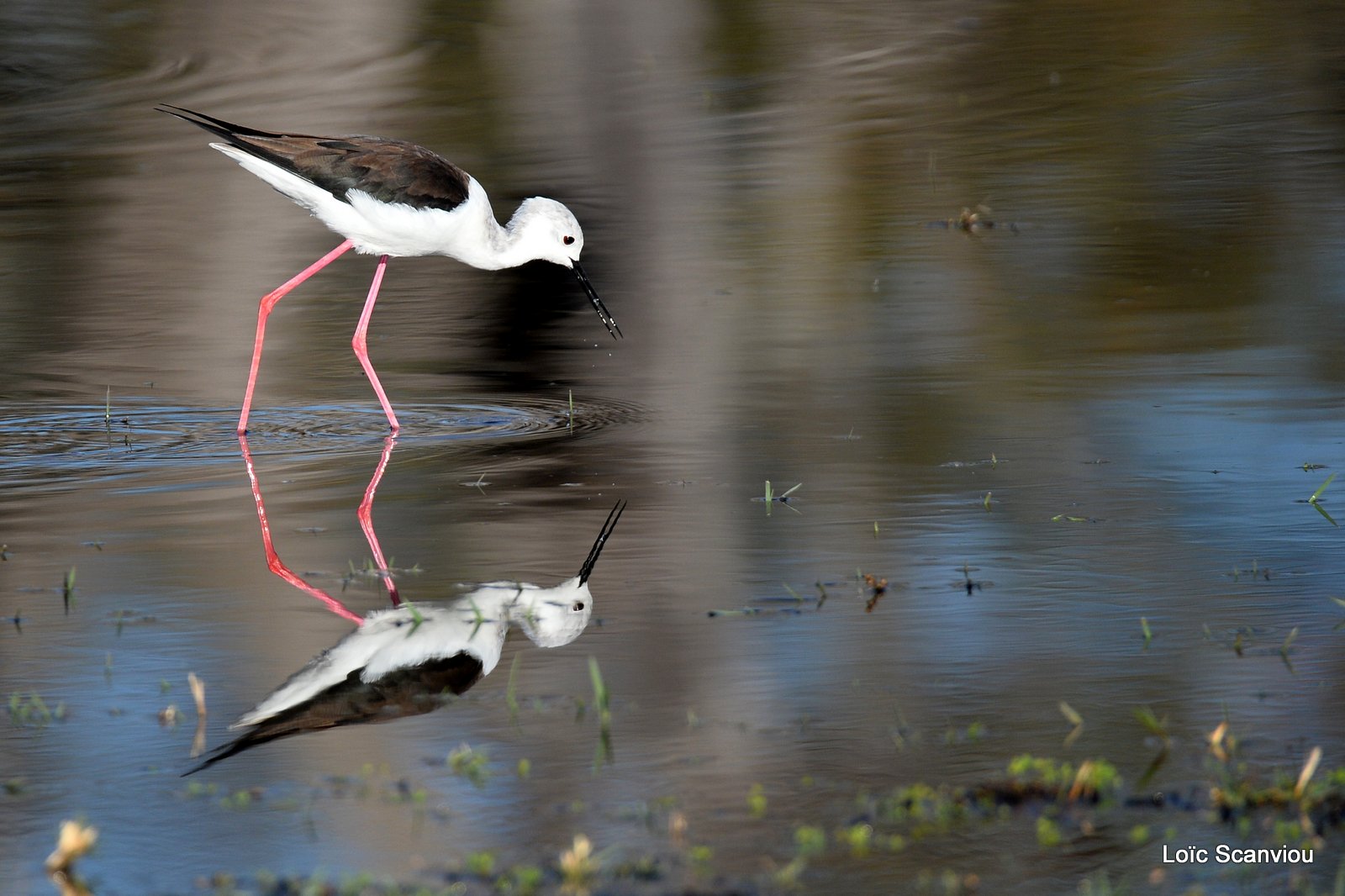 Échasse blanche/Black-winged Stilt (2)