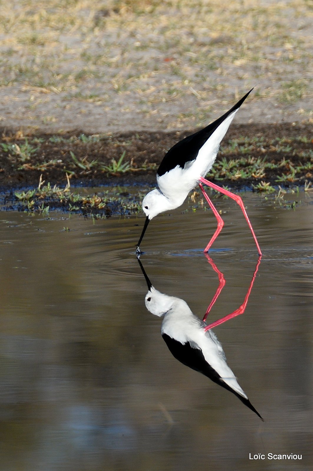 Échasse blanche/Black-winged Stilt (3)