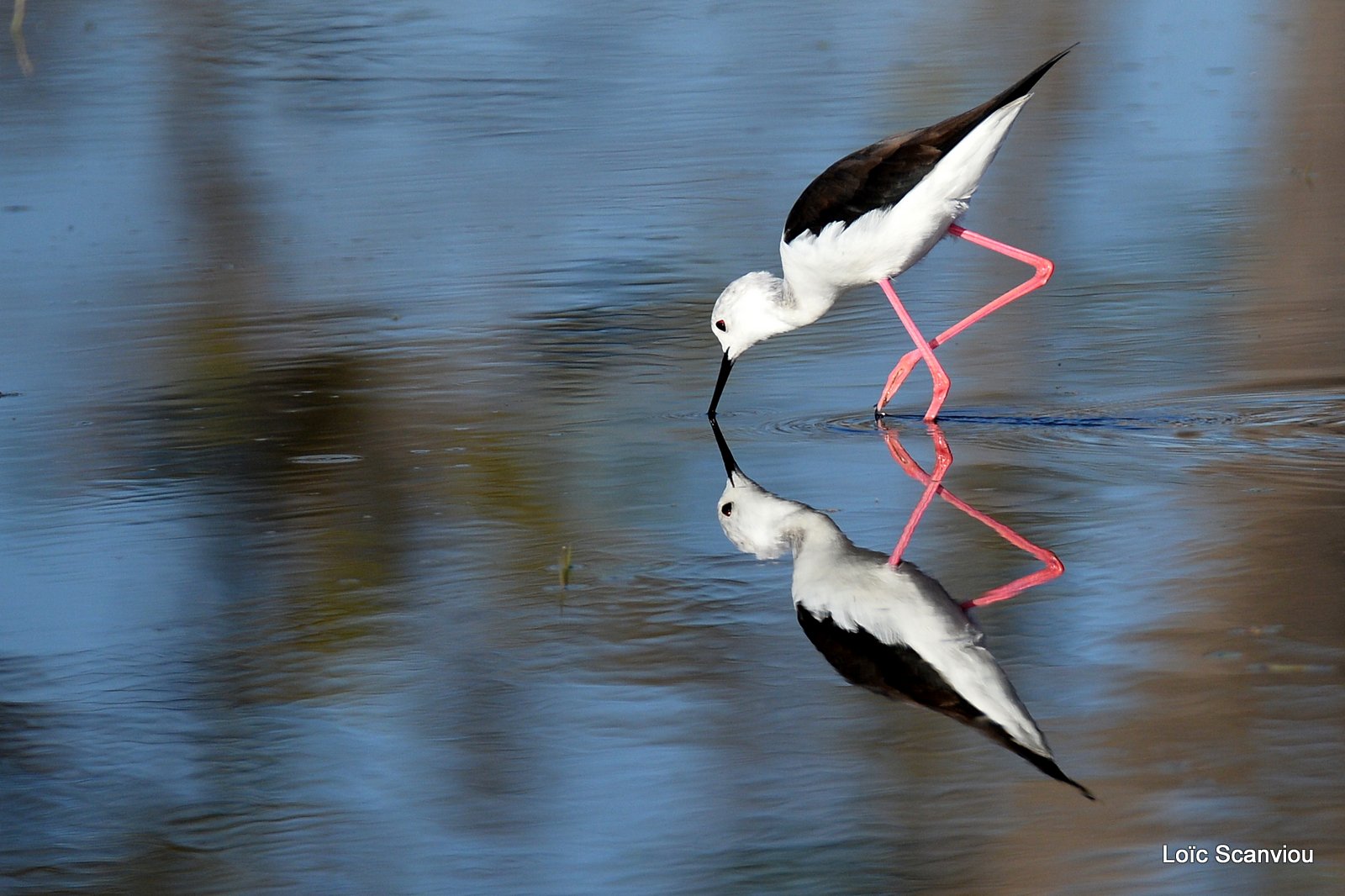 Échasse blanche/Black-winged Stilt (4)