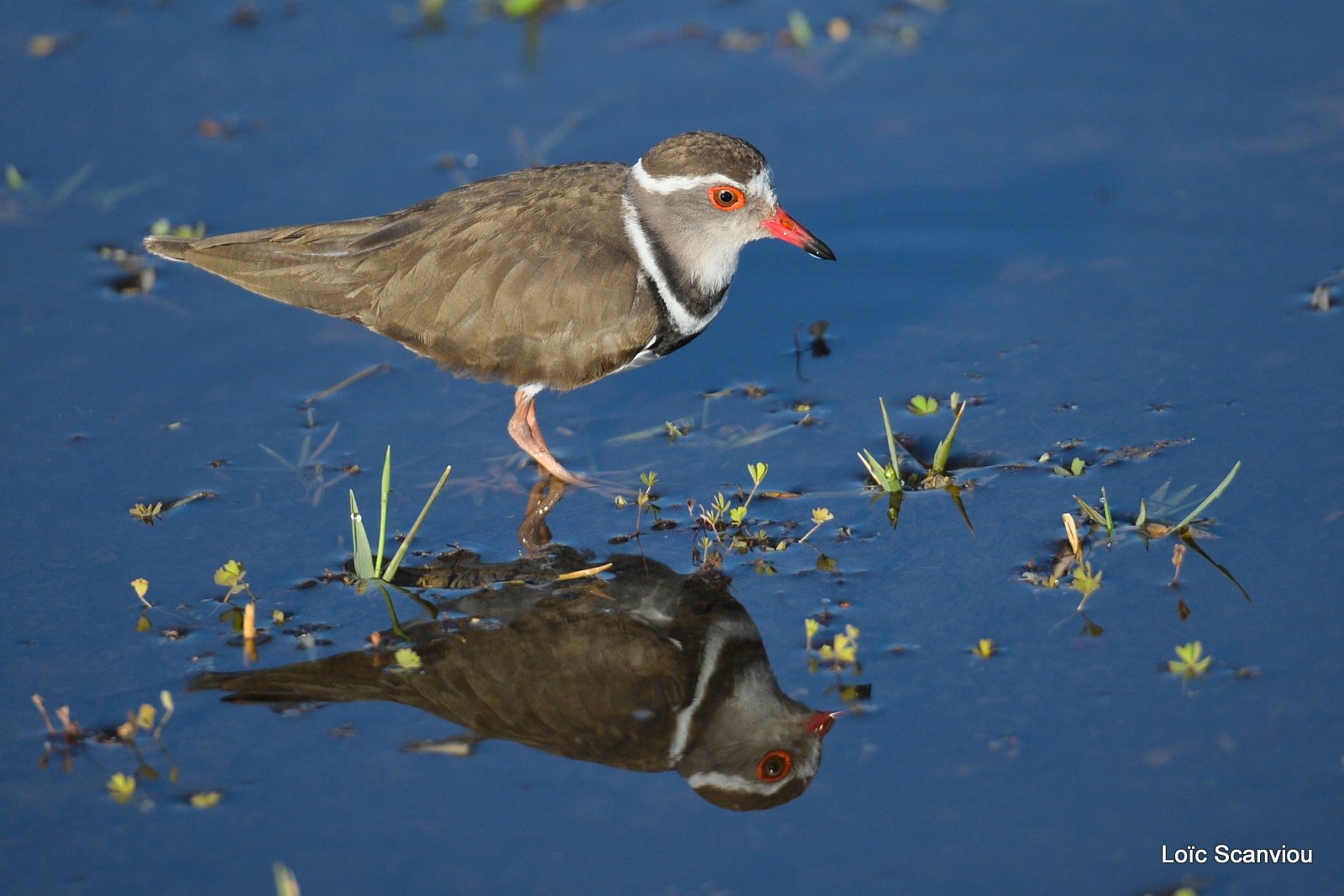 Pluvier à triple collier/Three-banded Plover (2)