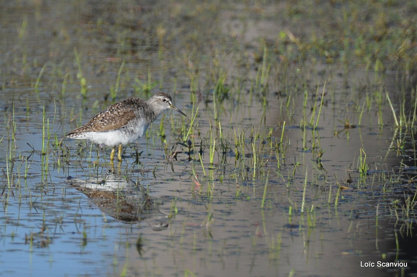 Chevalier guignette/Common Sandpiper (1)