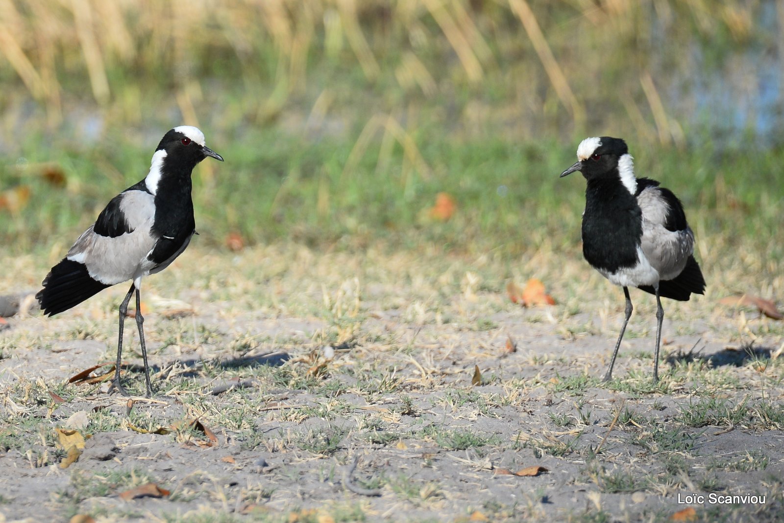 Vanneau armé/Blacksmith Plover (1)