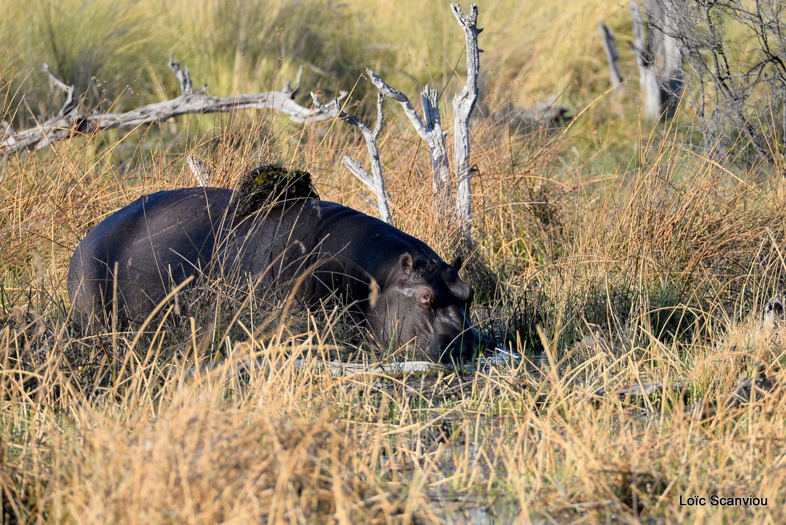 Hippopotame amphibie/Hippopotamus (1)