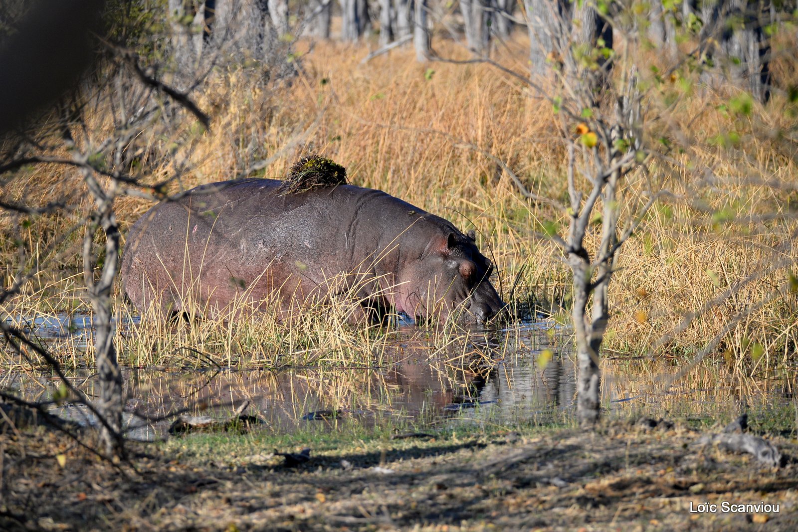 Hippopotame amphibie/Hippopotamus (2)