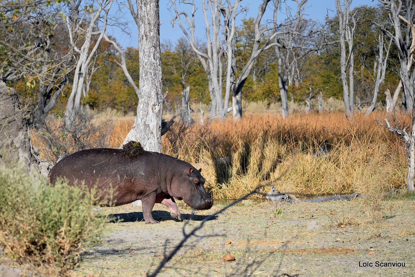 Hippopotame amphibie/Hippopotamus (3)