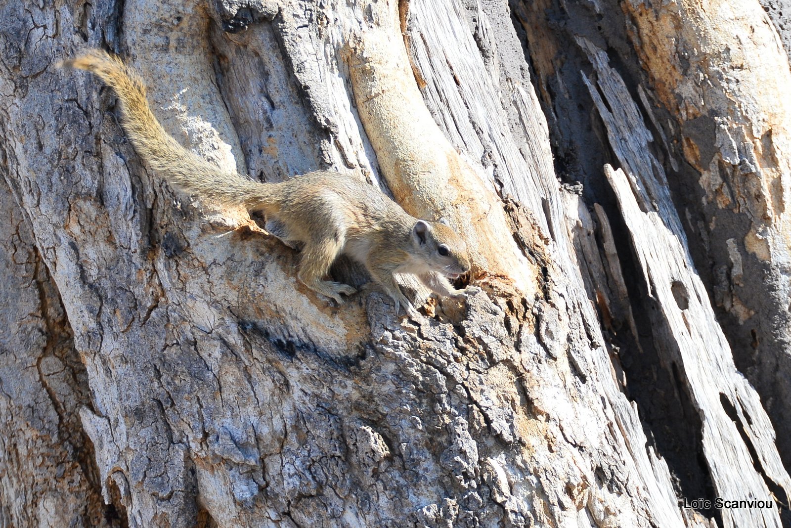 Écureuil/African Tree Squirrel (2)