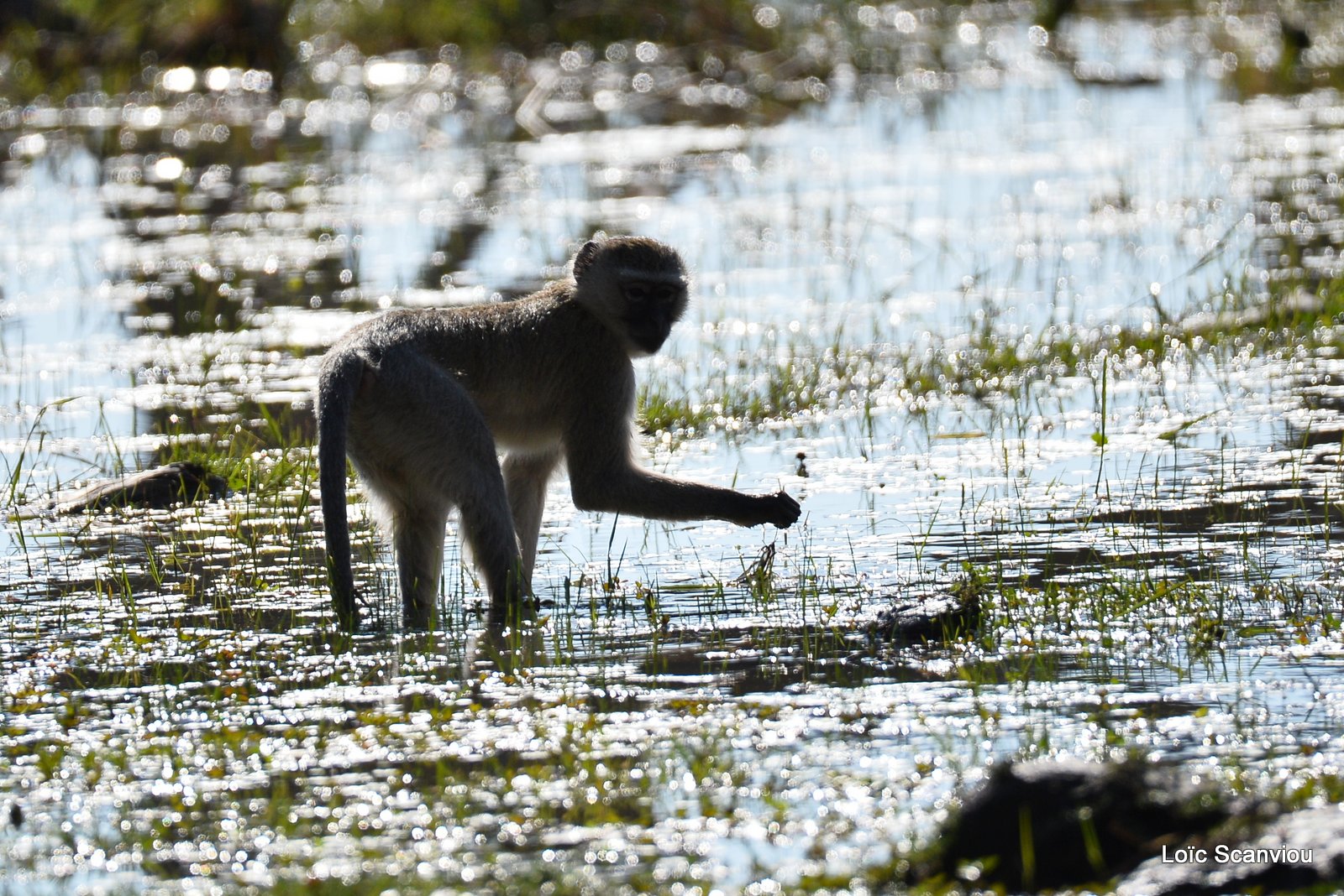 Vervet/Vervet Monkey (2)