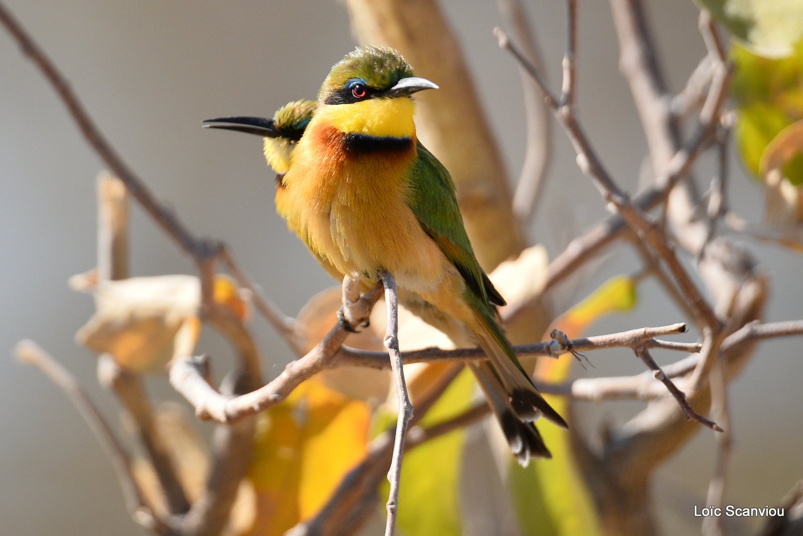 Guêpier nain/Little Bee-eater (1)