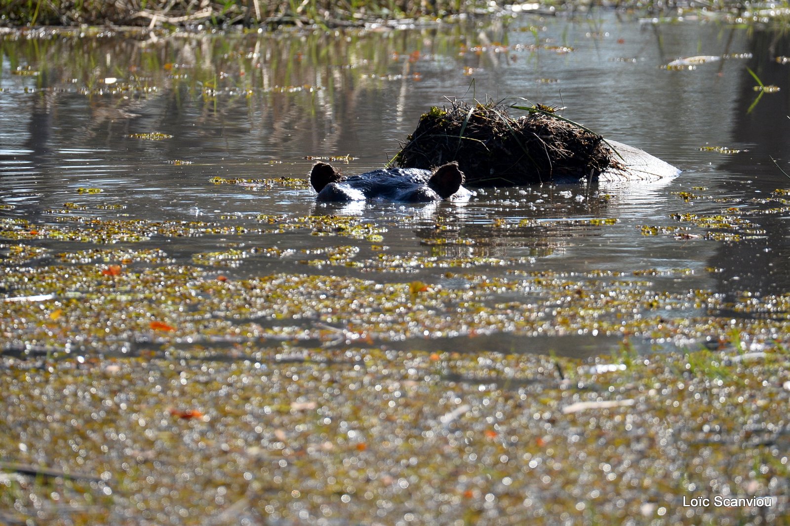 Hippopotame amphibie/Hippopotamus (4)