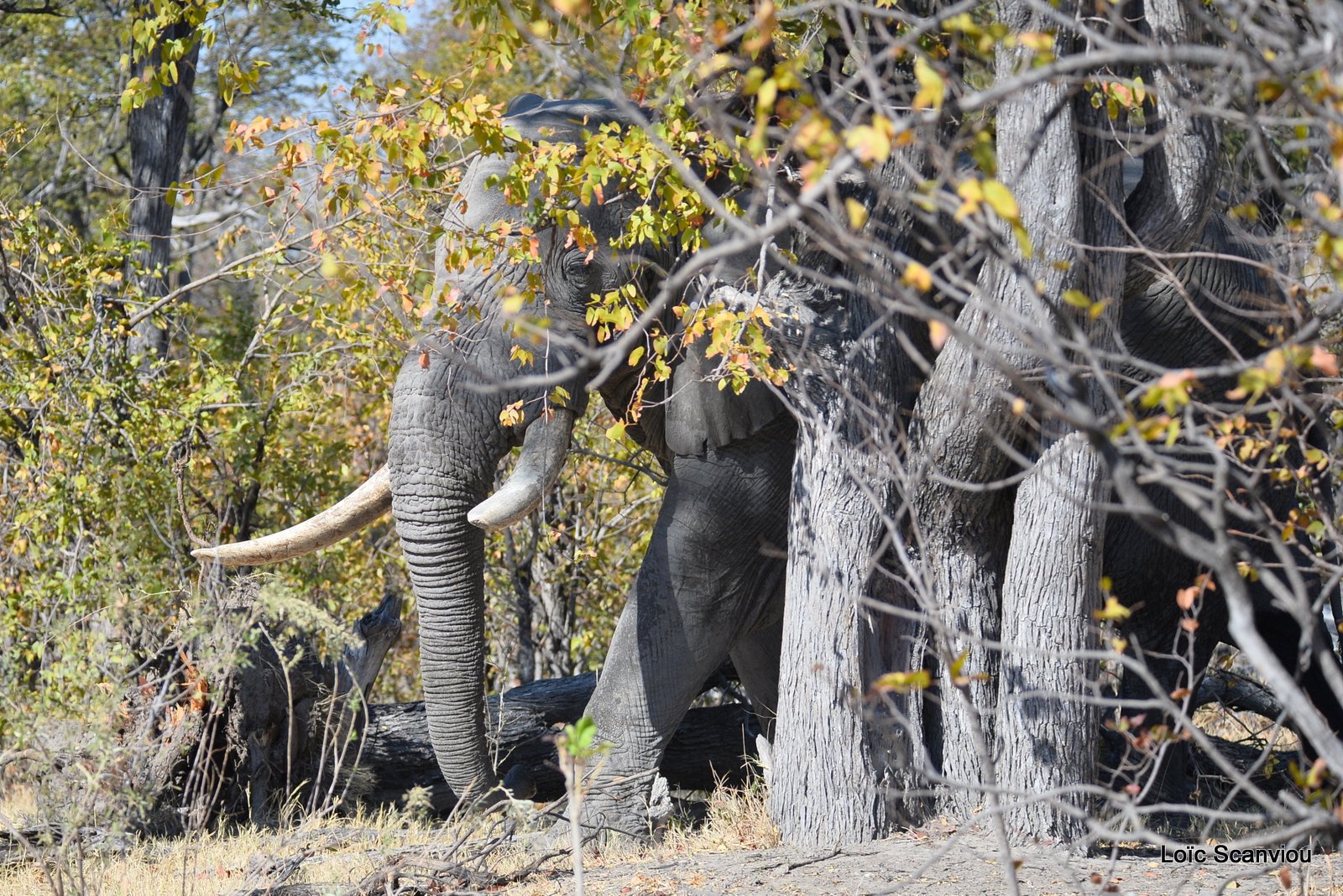 Eléphant d'Afrique/African Elephant (21)