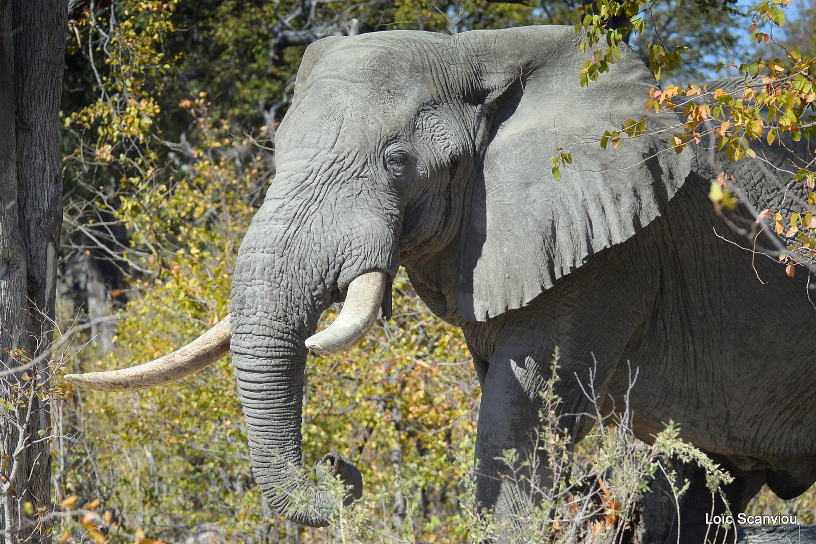 Eléphant d'Afrique/African Elephant (22)