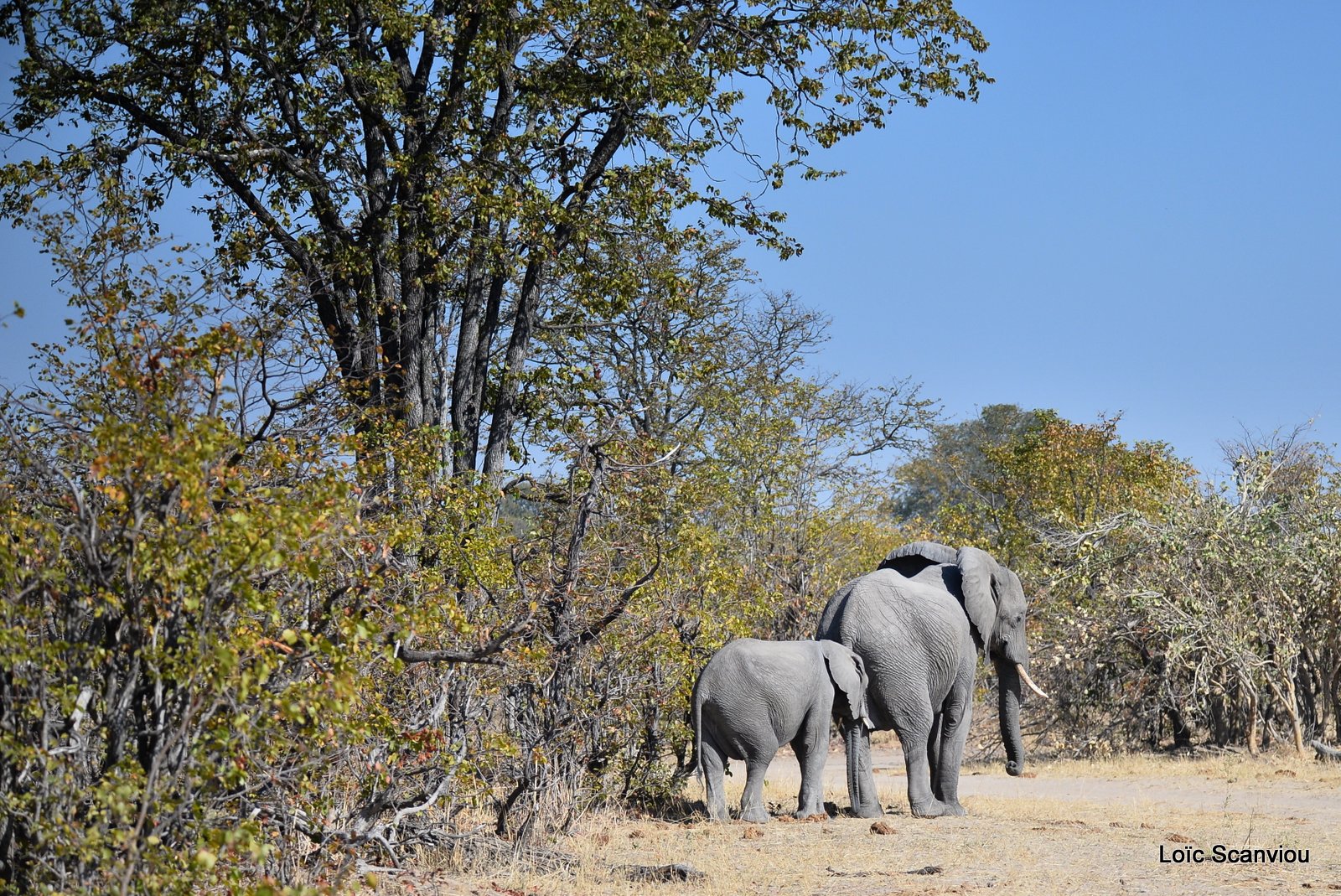 Eléphant d'Afrique/African Elephant (23)