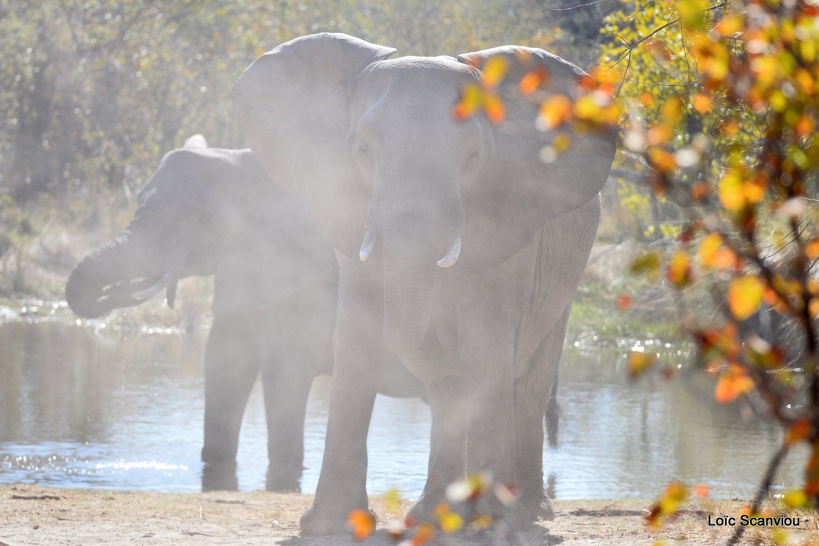 Eléphant d'Afrique/African Elephant (24)