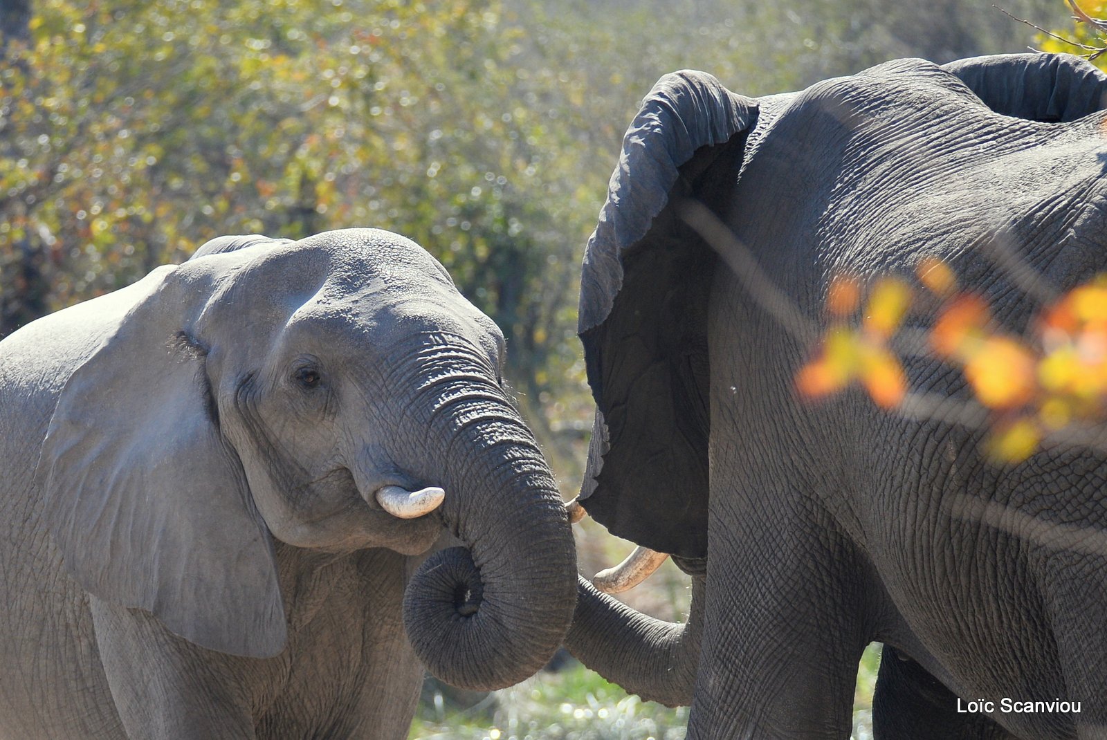 Eléphant d'Afrique/African Elephant (27)
