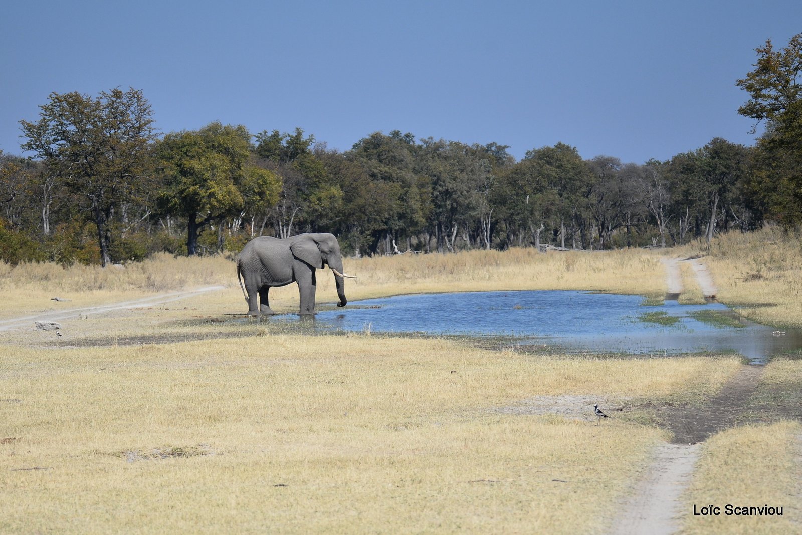 Eléphant d'Afrique/African Elephant (28)