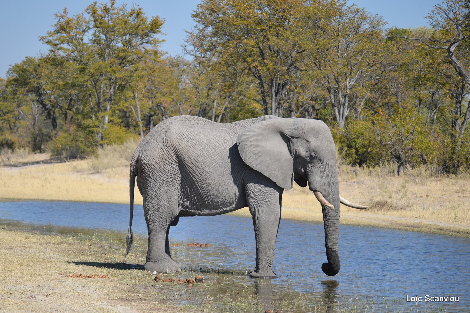 Eléphant d'Afrique/African Elephant (29)