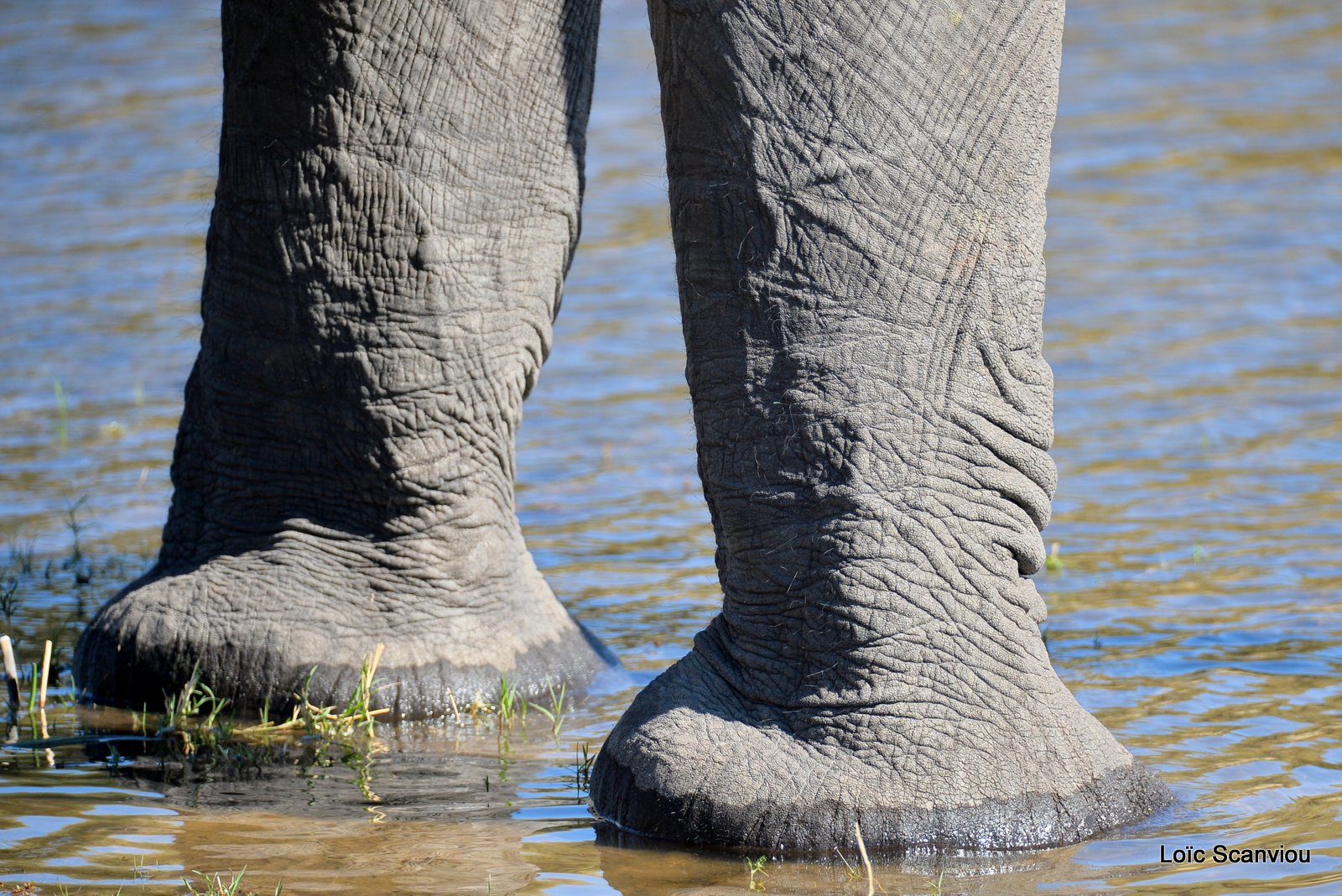 Eléphant d'Afrique/African Elephant (30)
