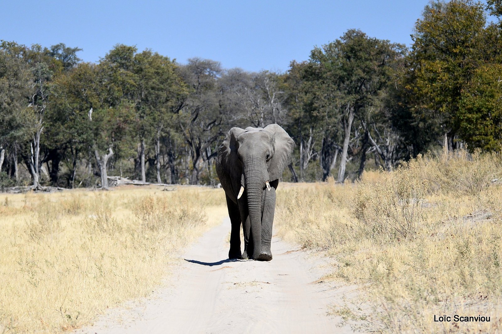 Eléphant d'Afrique/African Elephant (31)