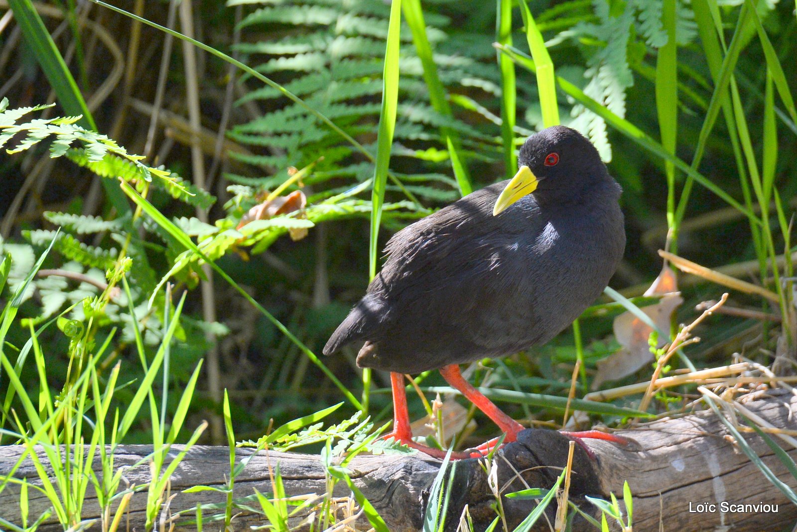 Râle à bec jaune/Black Crake (1)