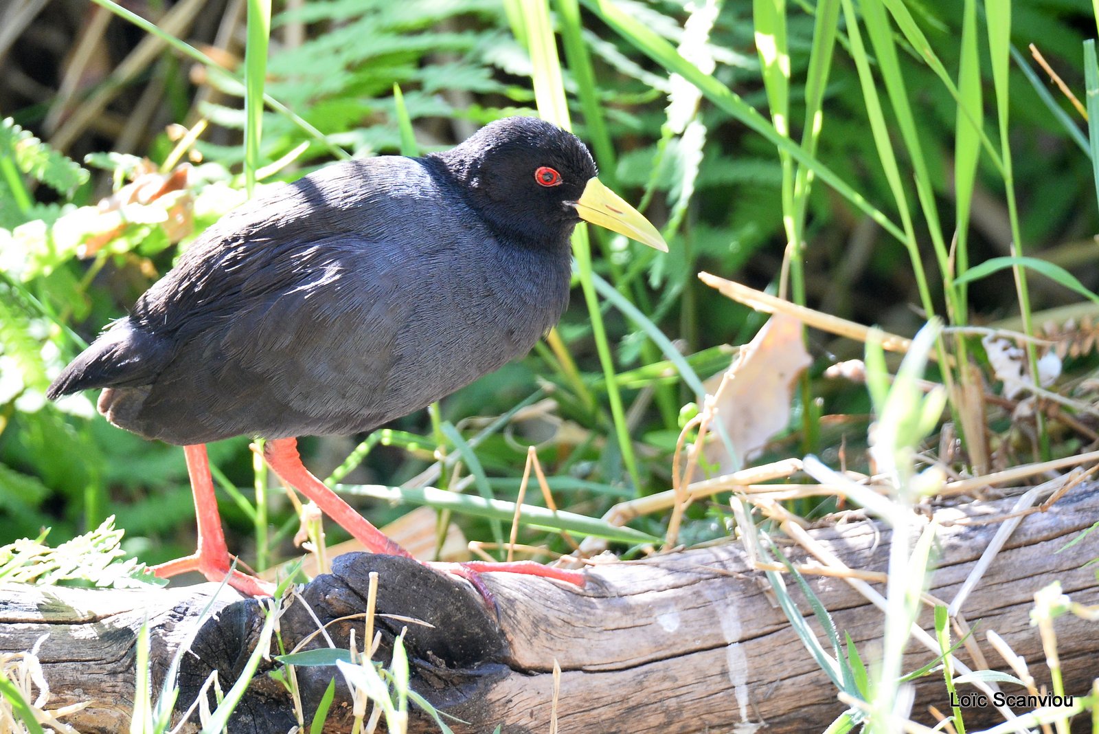 Râle à bec jaune/Black Crake (2)