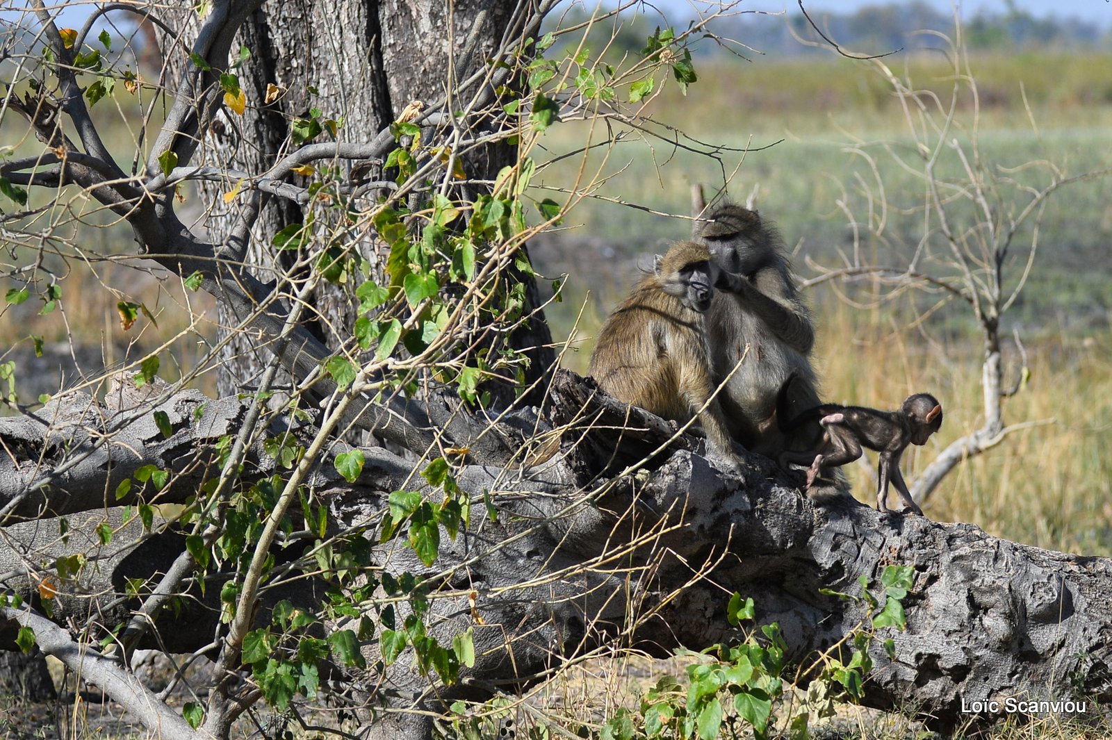 Babouin chacma/Chacma Baboon (2)