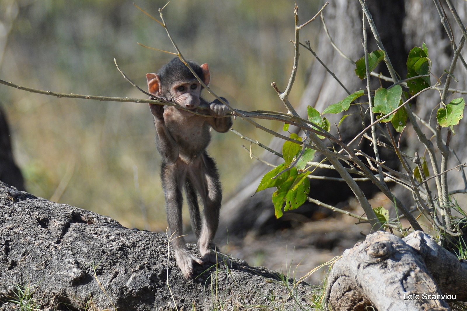 Babouin chacma/Chacma Baboon (3)