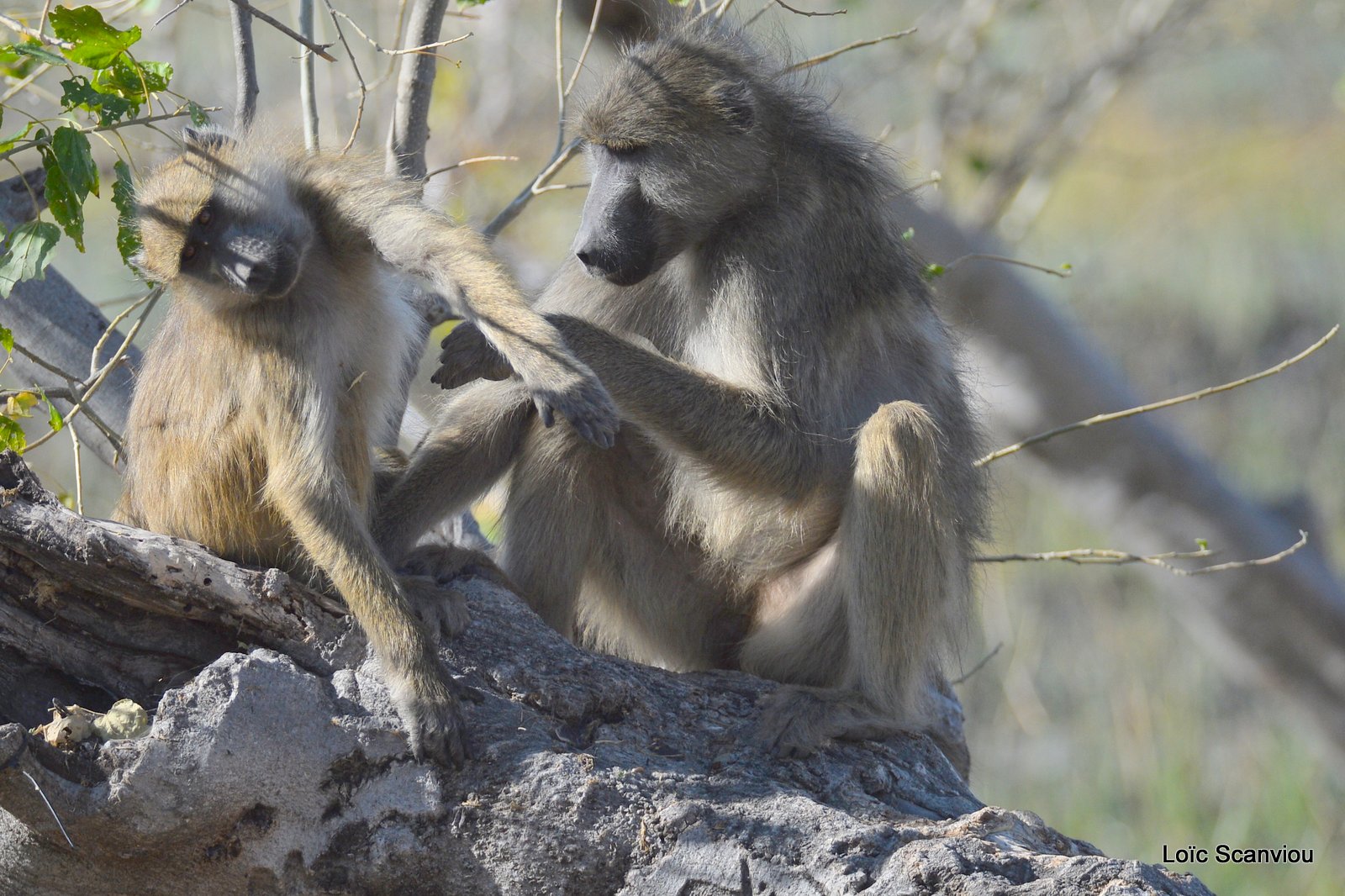 Babouin chacma/Chacma Baboon (4)