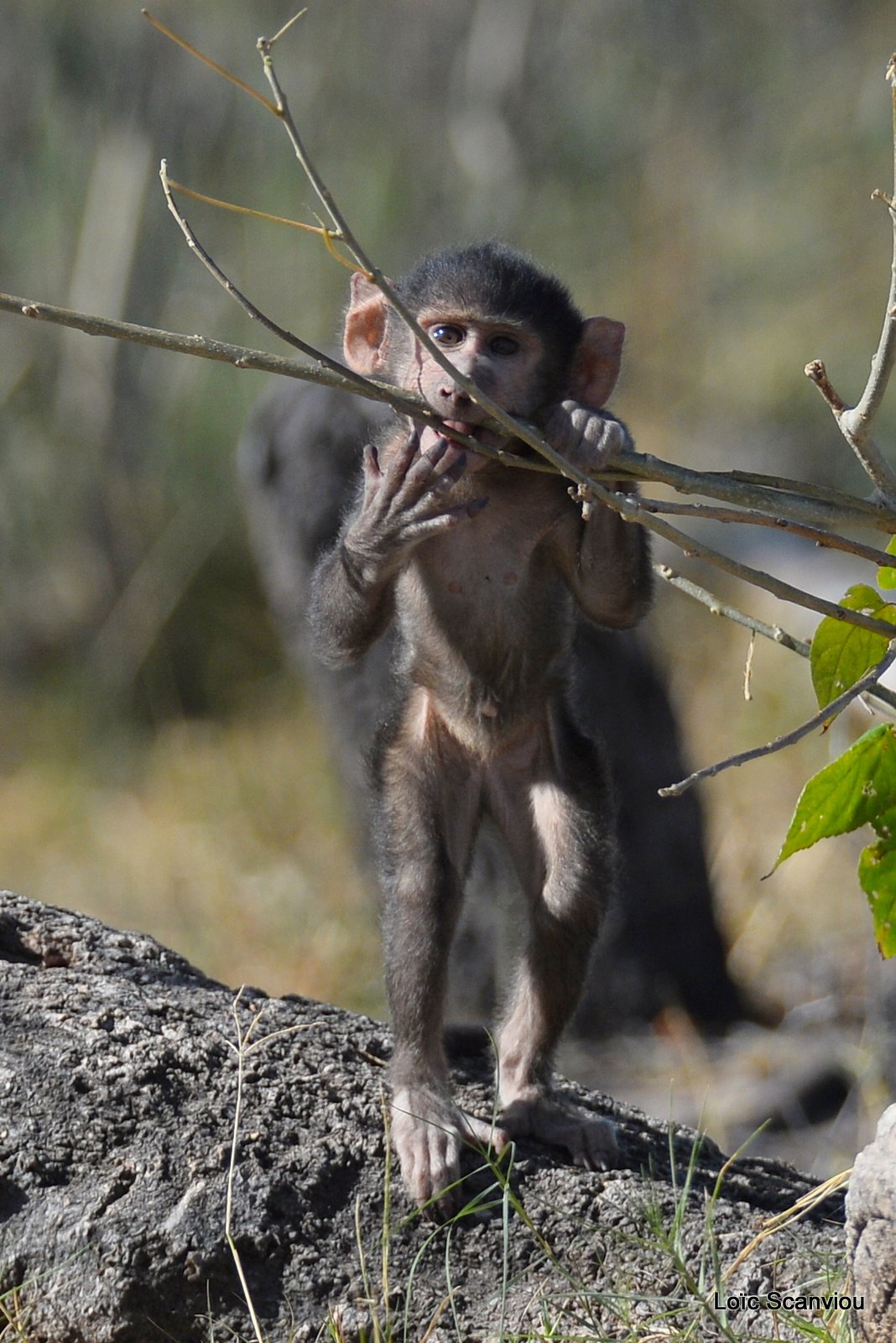 Babouin chacma/Chacma Baboon (5)