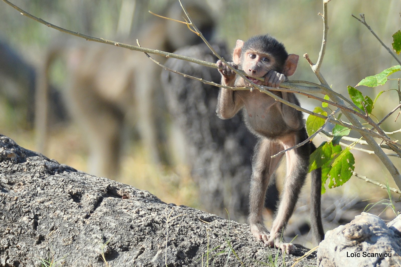 Babouin chacma/Chacma Baboon (6)
