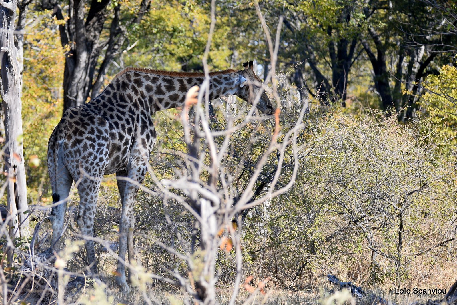 Girafe/Giraffe (1)