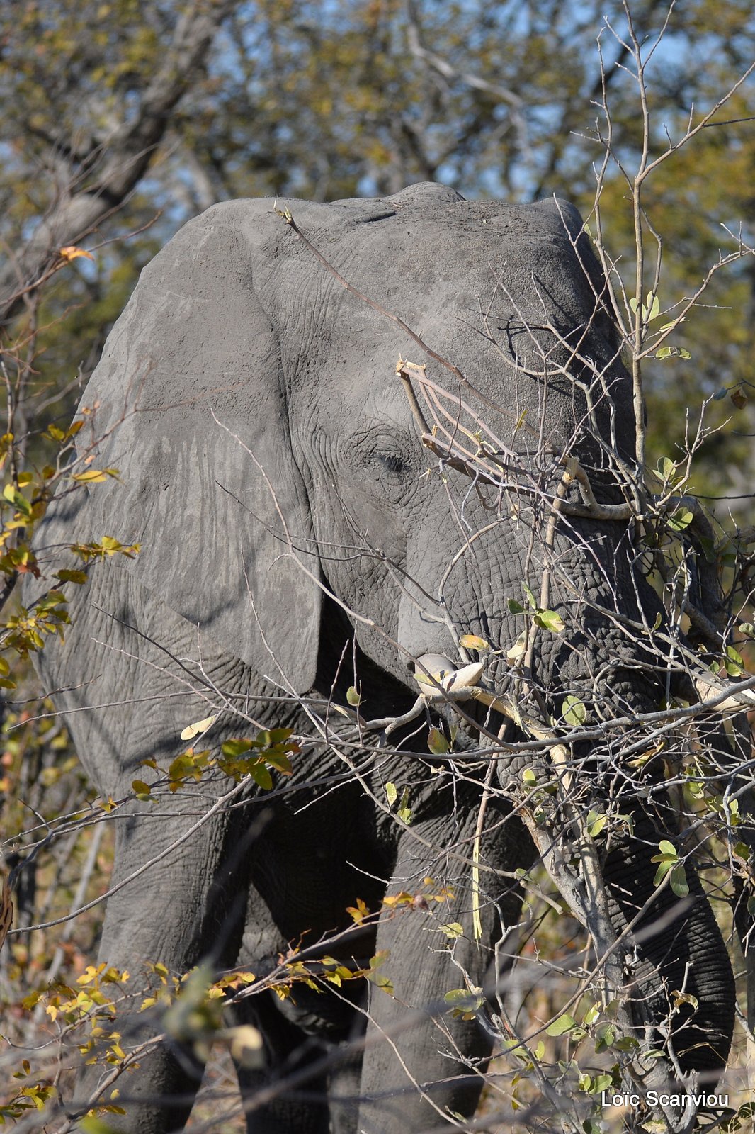 Eléphant d'Afrique/African Elephant (33)